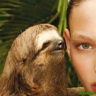 sloth whisper Memes - Imgflip