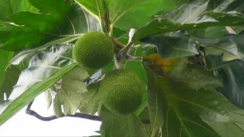 wild pana - panapen breadfruit tree: Stockvideók (100%-ban j