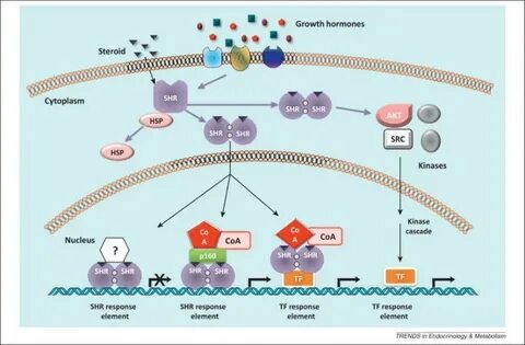 내분비학 세포 내 신호 전달(Cell signal transduction) : 네이버 블로그