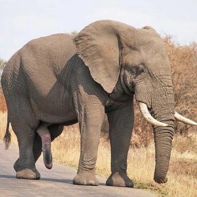 May be an image of elephant. 