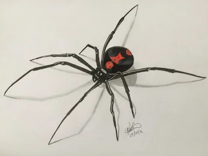 Black Widow Spider Drawing Realistic : 20 Black Widow Tattoo