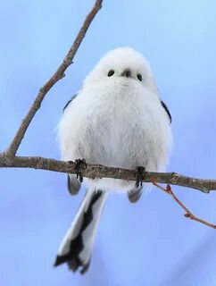 ア イ ヌ モ シ リ の 野 生 た ち 獣 と 野 鳥 の 写 真 図 鑑 可 愛 す ぎ る 動 物, カ