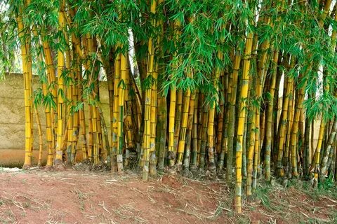 Бамбук: посадка и уход в открытом грунте, виды и сорта с фот