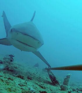 Camsharks