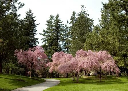 30 colourful photos of Vancouver Cherry Blossoms News