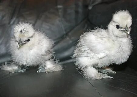 Lavender & Splash Silkie Chickens Lavender & Splash Silkie. 