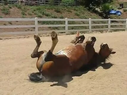 And Now, A Horse Rolls Around on the Ground, Passing Gas
