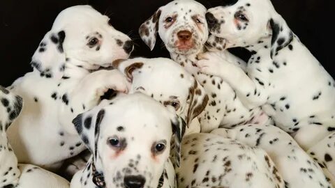 Dalmatian puppies for sale in mn