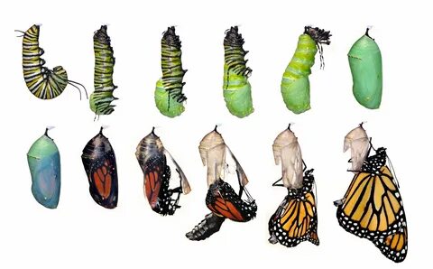 Жизненный цикл бабочек (метаморфоз) : развитие бабочки. Прев