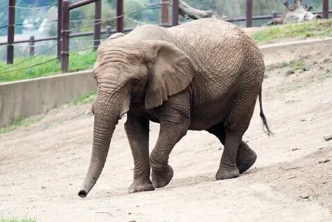 African elephant walking (3/4 view) at Oakland Zoo Flickr