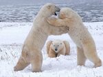 Three white Polar bears HD wallpaper Wallpaper Flare