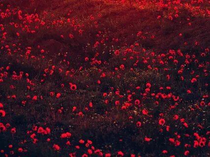 Download wallpaper 1600x1200 poppies, flowers, field, red, b