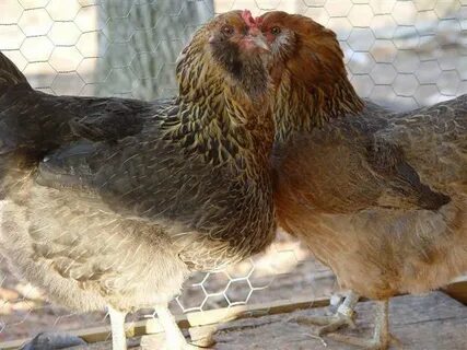 12 Olive Eggers Hatching Eggs NPIP BackYard Chickens - Learn