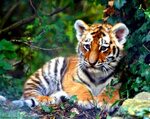 Cute Tigers Wallpapers - Wallpaper Cave