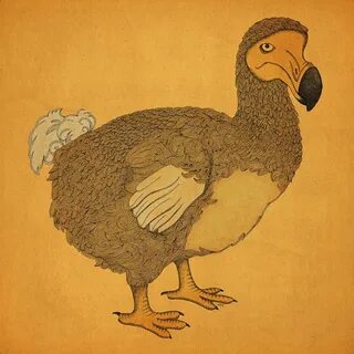 The Dodo Drawing by Meg Shearer Fine Art America