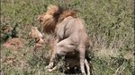 Lions Mating - Quick as a flash! - YouTube