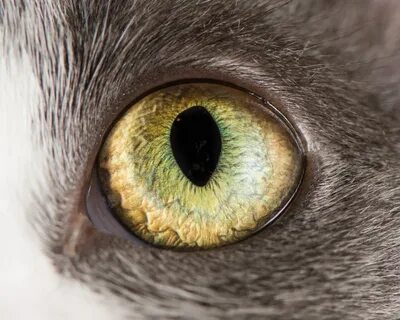 Завораживающая макросъемка кошачьих глаз - Мир в фотографиях