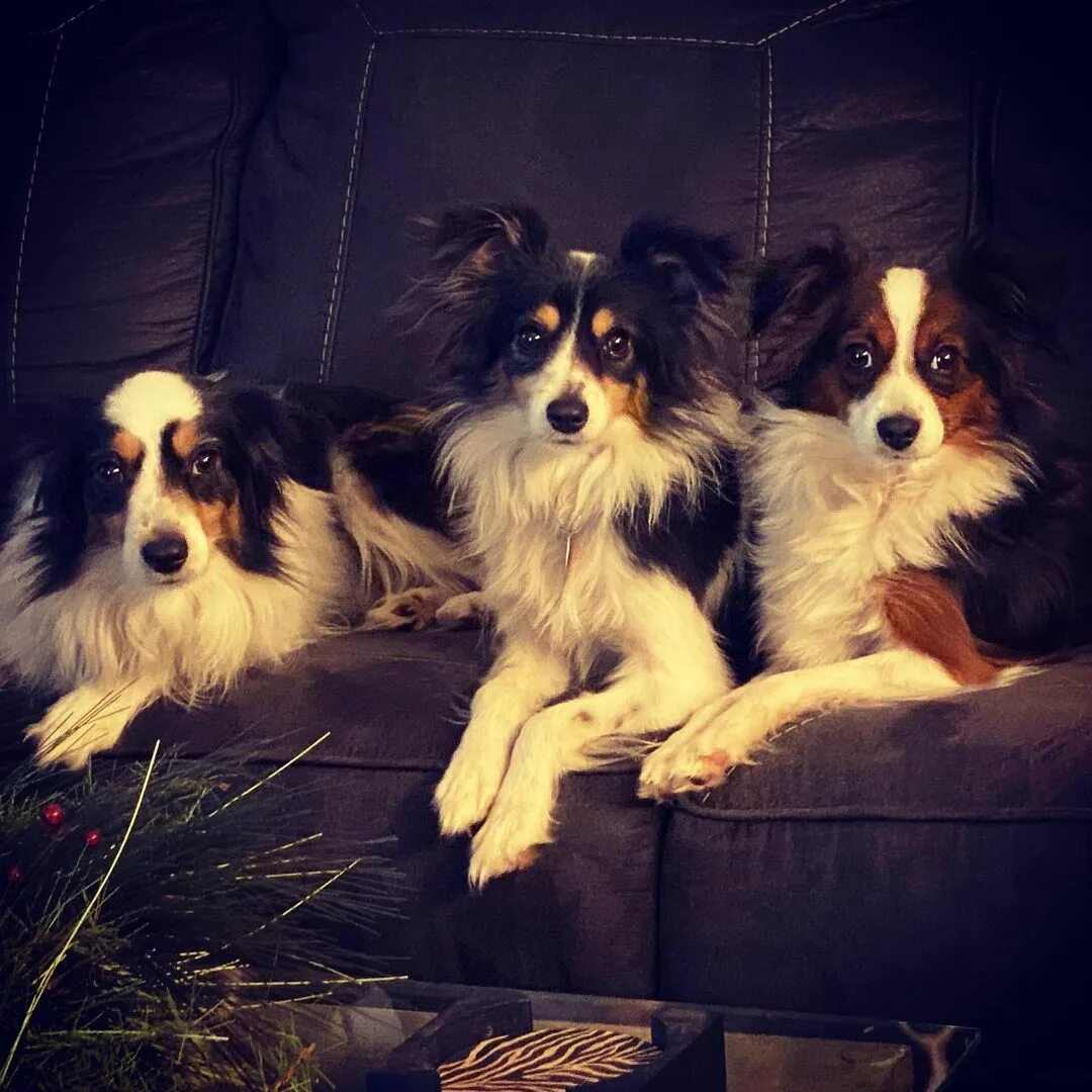 Kristen Tuff Scott в Instagram: "Just 3 of my favorite animals in the ...