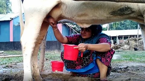Cow's Milking Beautiful Girl How to Collect Cow Milk By Hand
