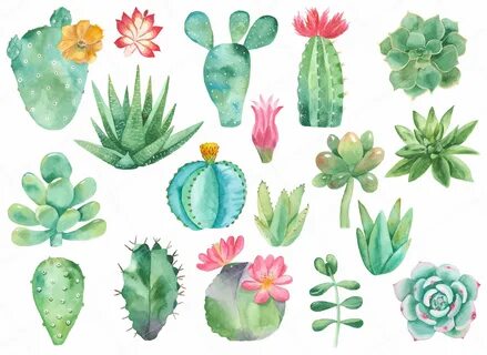 Watercolor Cactus Clipart Succulent Clipart Floral Clipart -