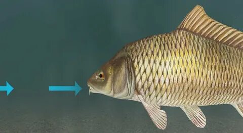 How do fish breathe? - 3D scene - Mozaik Digital Education a