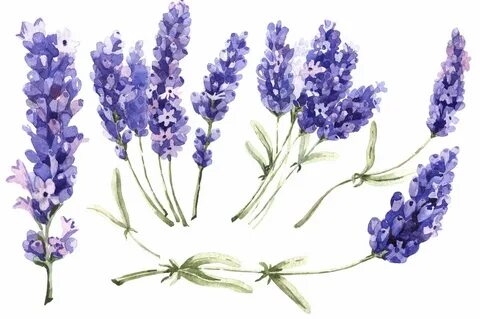Image result for watercolour lavender Floral painting, Wreat