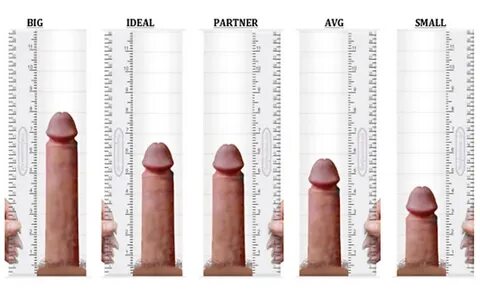 Pictures of average sized penis. 