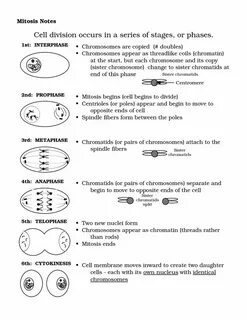 12 Best Images of Cell Division Worksheet Mitosis Notes Work