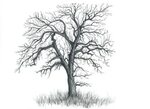 Drawn dead tree black and white - Pencil and in color drawn 
