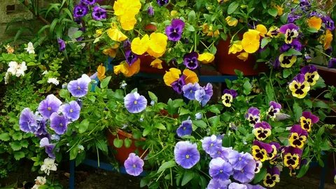 Wallpaper pansies, flowers, pots, herbs