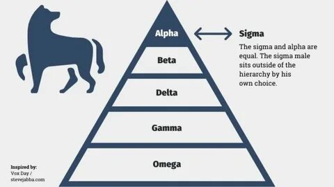 Which Type of Male Are You? The Male Hierarchy - YouTube