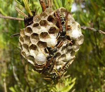 Stinging Insect Removal Service - Bees, Wasps, & Hornets - A