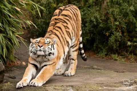 Tiger Stretching - Imgur