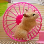 Oh to be a hamster in a pink wheel from the Dadeland Station