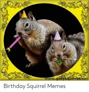 🐣 25+ Best Memes About Squirrel Memes Squirrel Memes