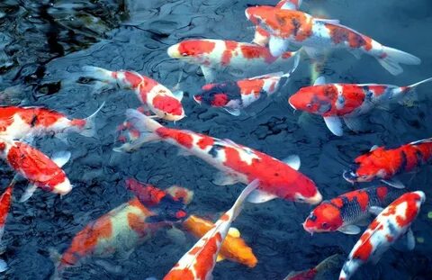 Koi Piaraan dengan Biaya Perawatan Ekstra Piaraan, Ikan, Air