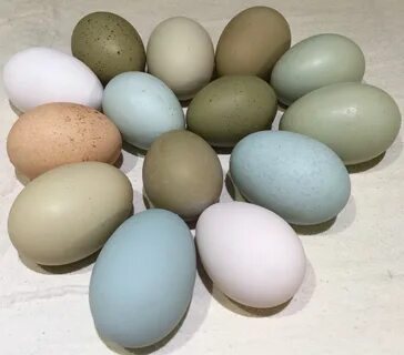 Gallery of the olive egger thread chicken egg colors best eg