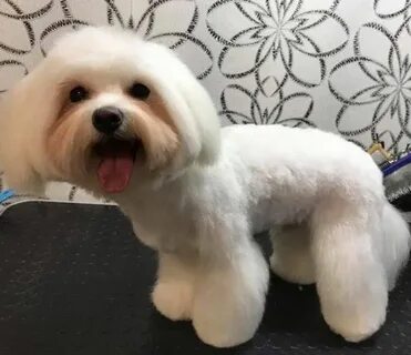 30 Best Maltese Haircuts for Dog Lovers Page 4 of 8 The Paws