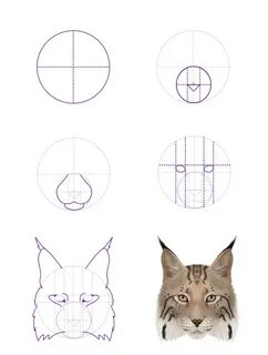 How To Draw A Lynx Head Easy