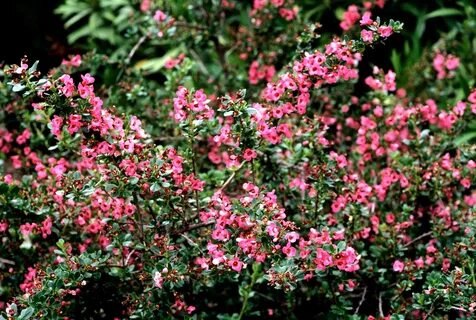 When and how to plant an Escallonia? - Housekeeping Magazine