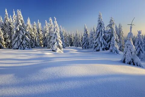 Скачать обои зима, лес, снег, снежинки, елка, nature, winter