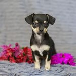The Good and Not-so-good Traits of Chihuahua Terrier Mix Bre
