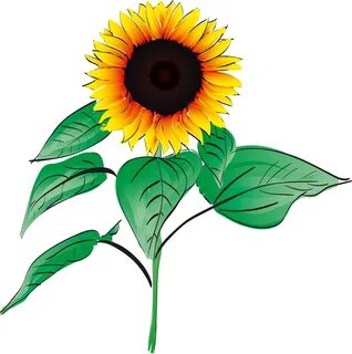 Drawing of a yellow beautiful sunflower free image download