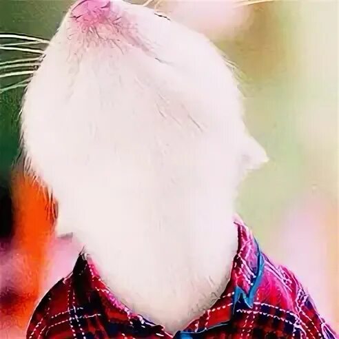 Stuart Little Snowbell And Stuarts Midnight Conversation GIF