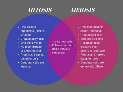 Gallery of mitosis vs meiosis key differences chart and venn
