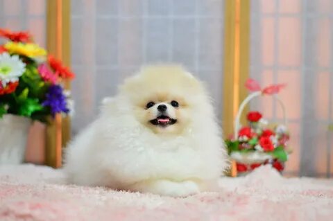 About Us - Teacup Pomeranian Puppies For Sale