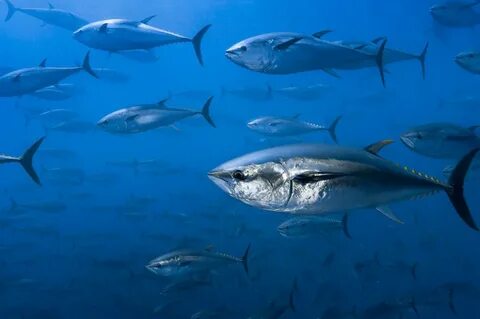 70% рыбы в Северной Атлантике содержит микропластик " Информ