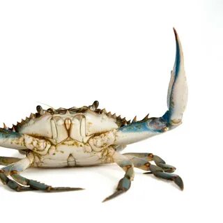 Live Soft Shell Crabs, Blue Swimming Crabs,Thailand price su