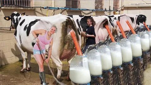 Amaizing modern farming milking harvest technology. Amazing 