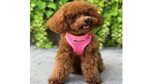 Toy Poodle Breeder & AKC Puppies for Sale Los Angeles CA fro